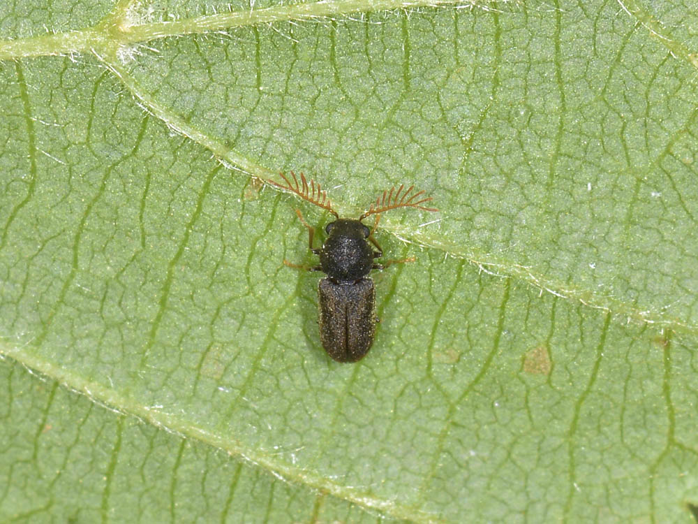 Anobiidae: maschio di Ptilinus fuscus